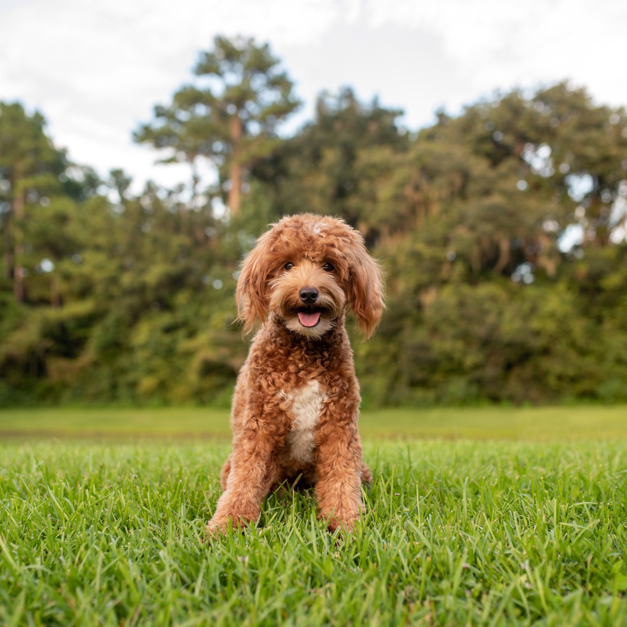 Male Name, a Labradoodle