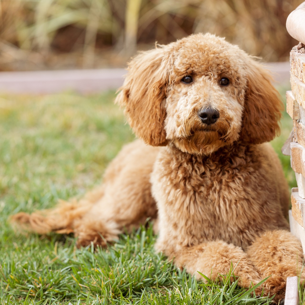 Female Name, a Labradoodle