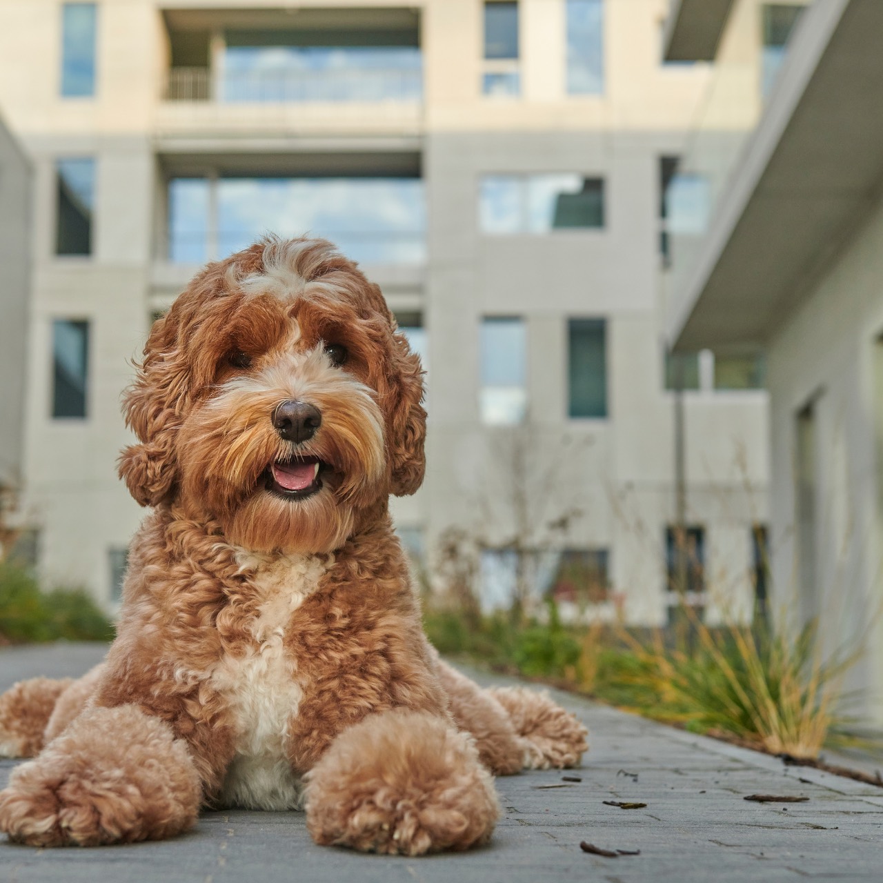 Male Name, a Labradoodle
