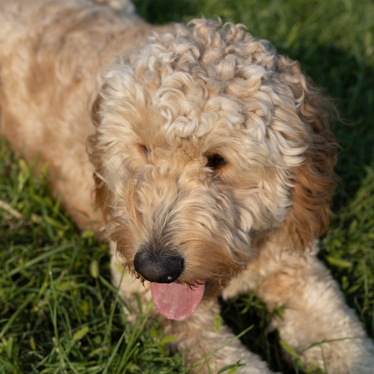 Male Name, a Labradoodle