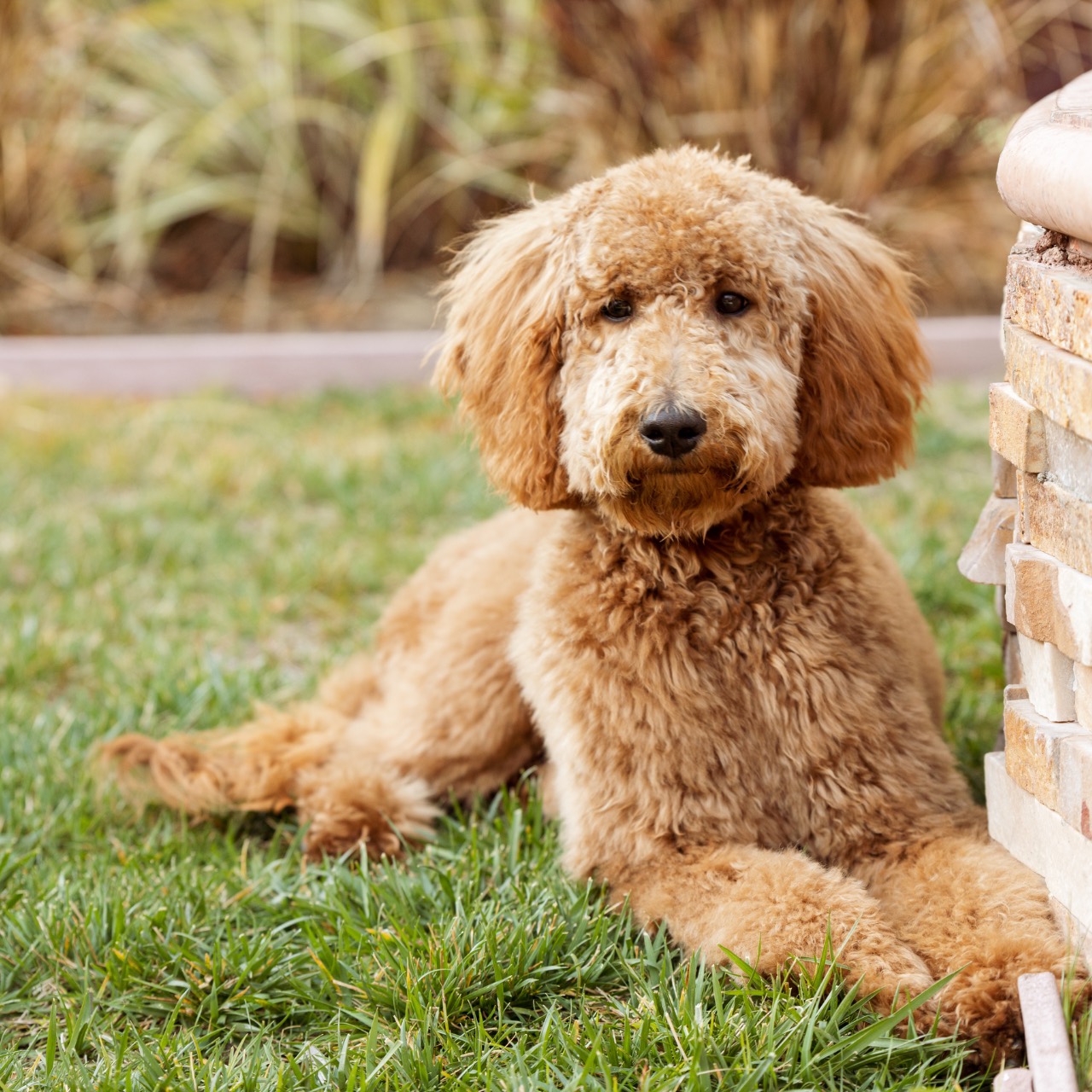 Male Name, a Labradoodle