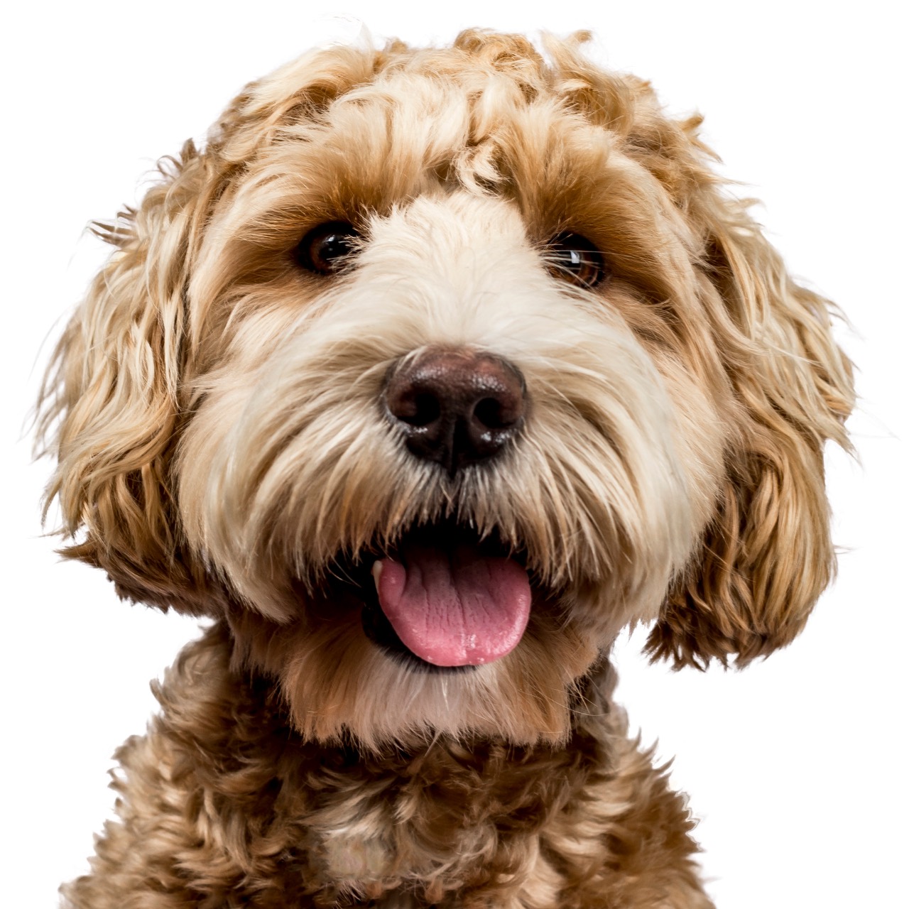 Female Name, a Labradoodle